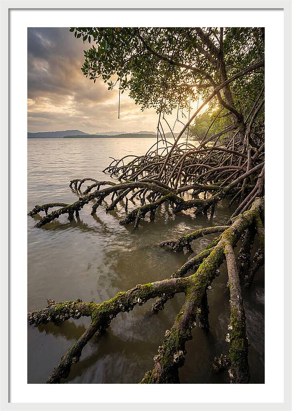 Mangrove Roots At Sunset