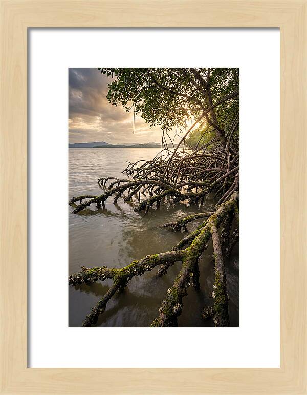 Mangrove Roots At Sunset
