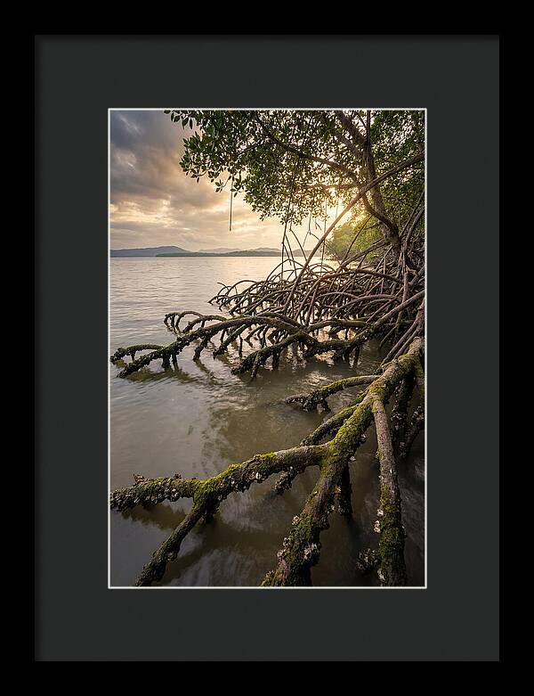 Mangrove Roots At Sunset
