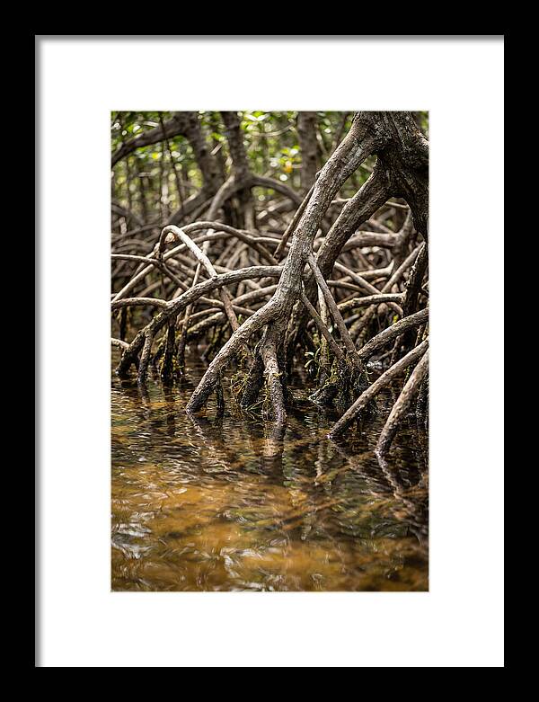 Mangrove Roots In Tranquil Waters