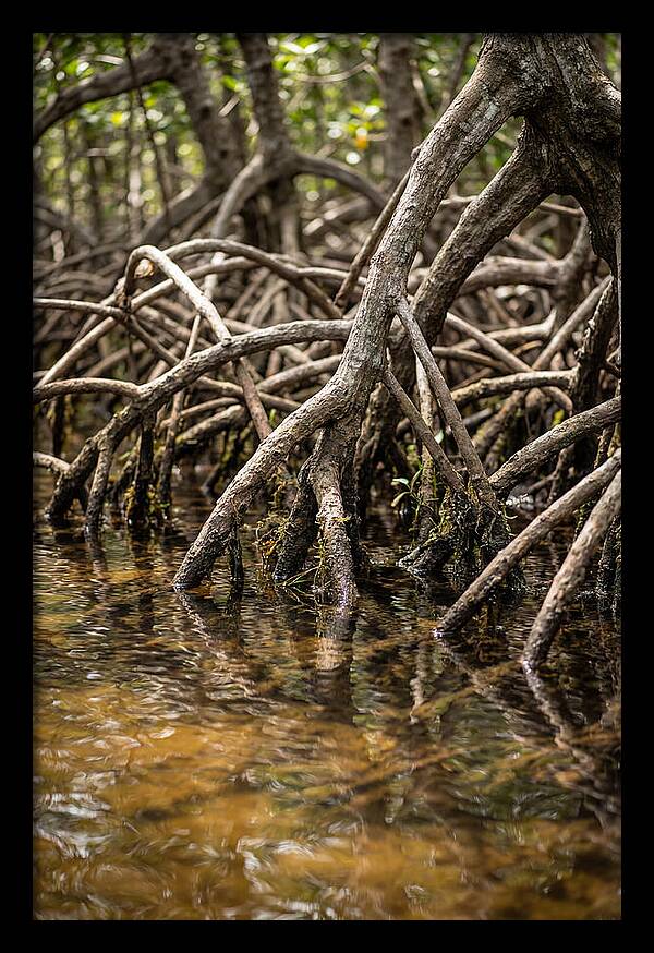 Mangrove Roots In Tranquil Waters