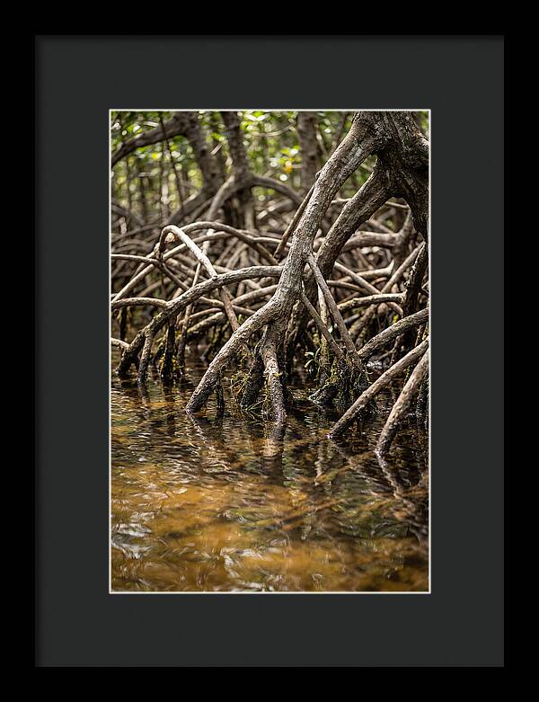 Mangrove Roots In Tranquil Waters