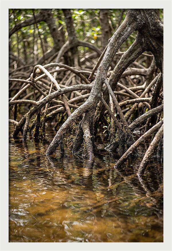 Mangrove Roots In Tranquil Waters