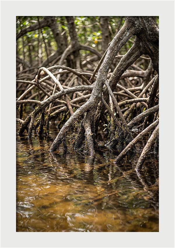 Mangrove Roots In Tranquil Waters