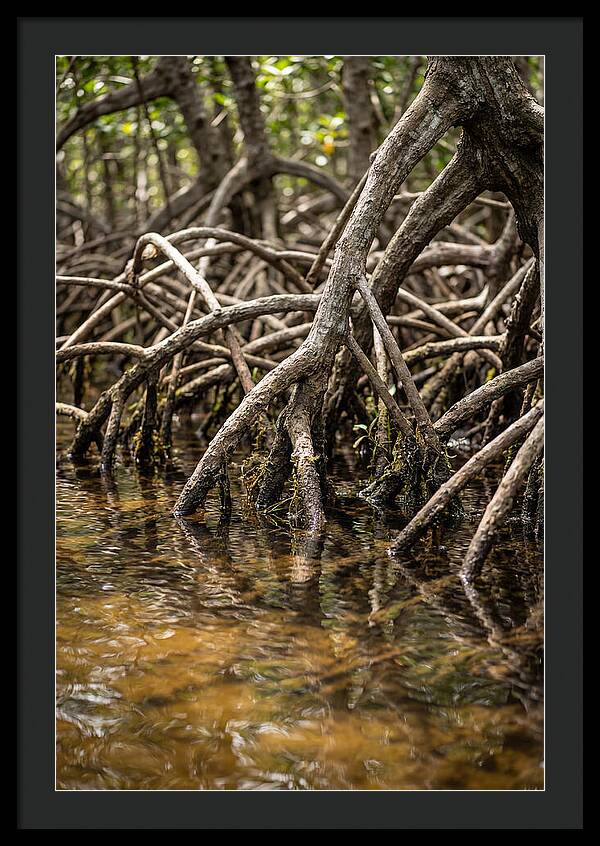 Mangrove Roots In Tranquil Waters