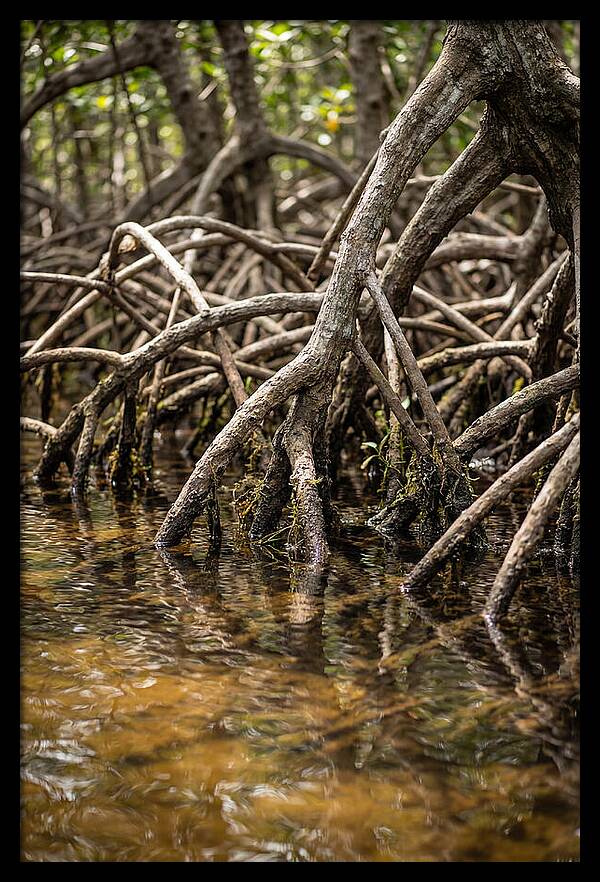 Mangrove Roots In Tranquil Waters