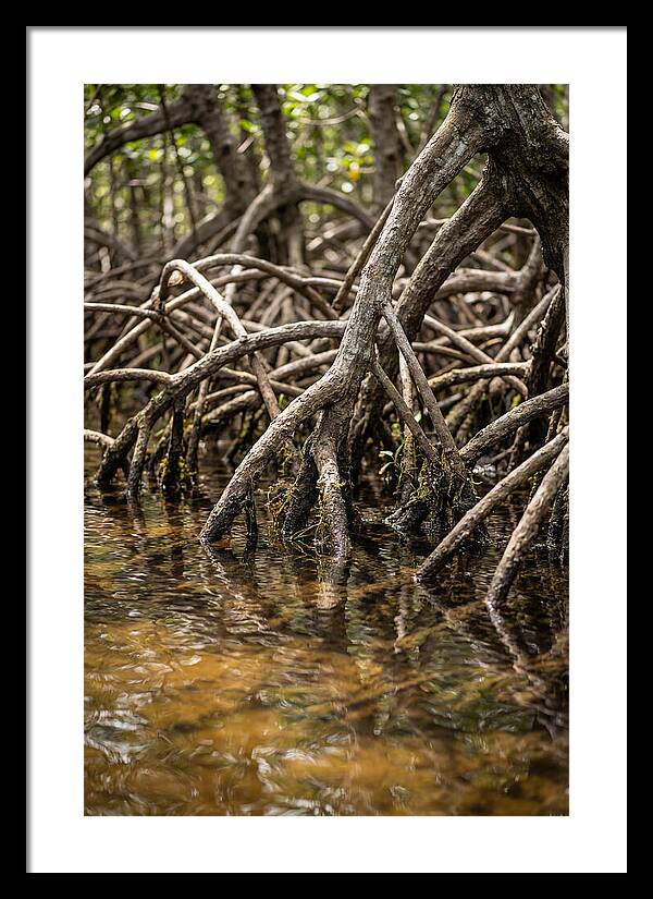 Mangrove Roots In Tranquil Waters
