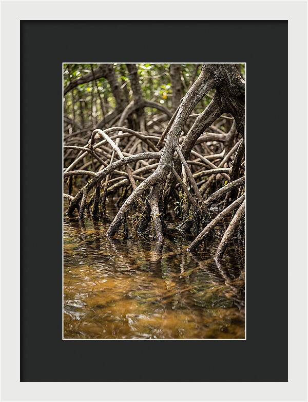 Mangrove Roots In Tranquil Waters