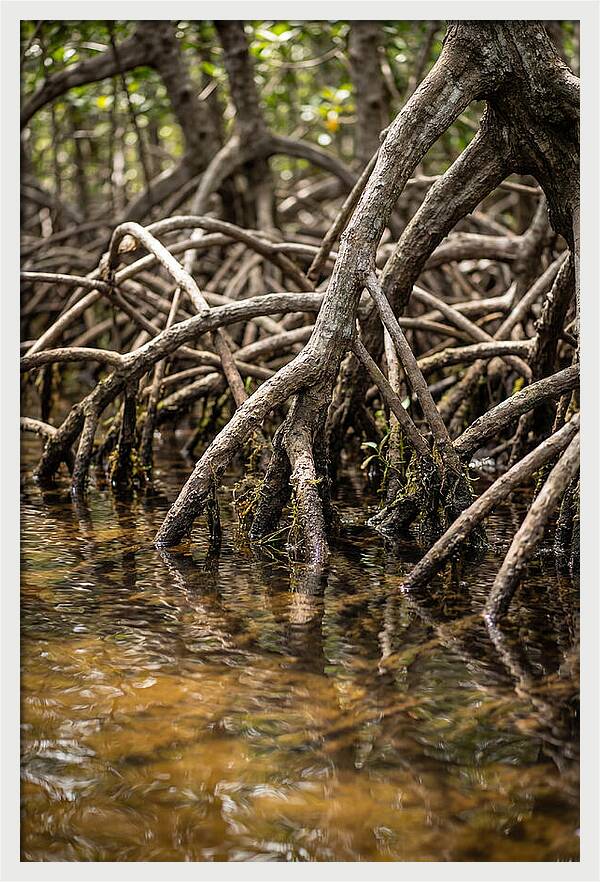 Mangrove Roots In Tranquil Waters
