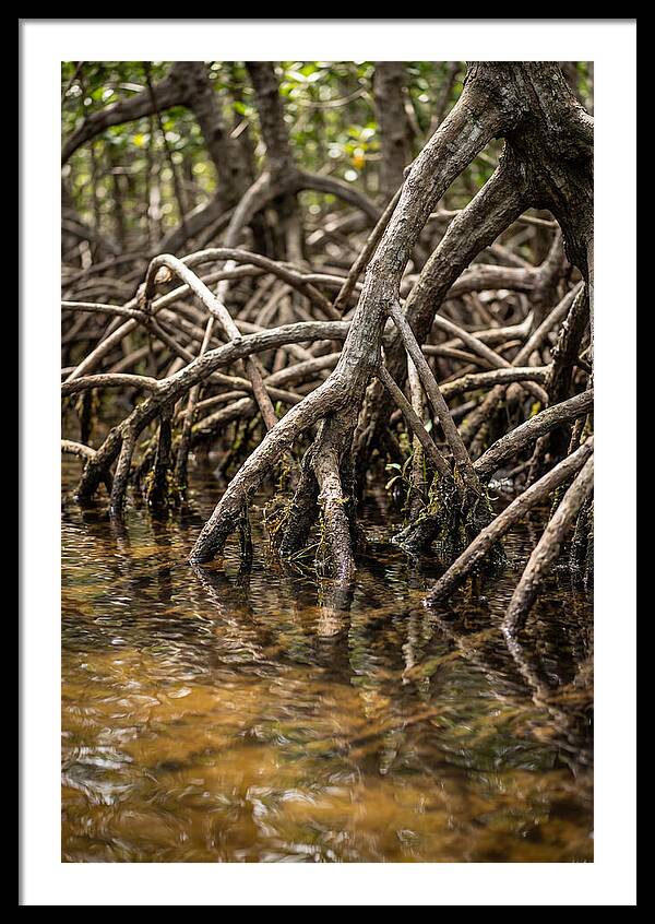 Mangrove Roots In Tranquil Waters