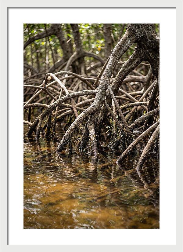 Mangrove Roots In Tranquil Waters
