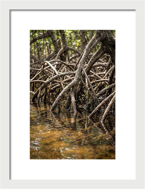 Mangrove Roots In Tranquil Waters
