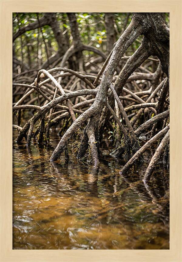 Mangrove Roots In Tranquil Waters