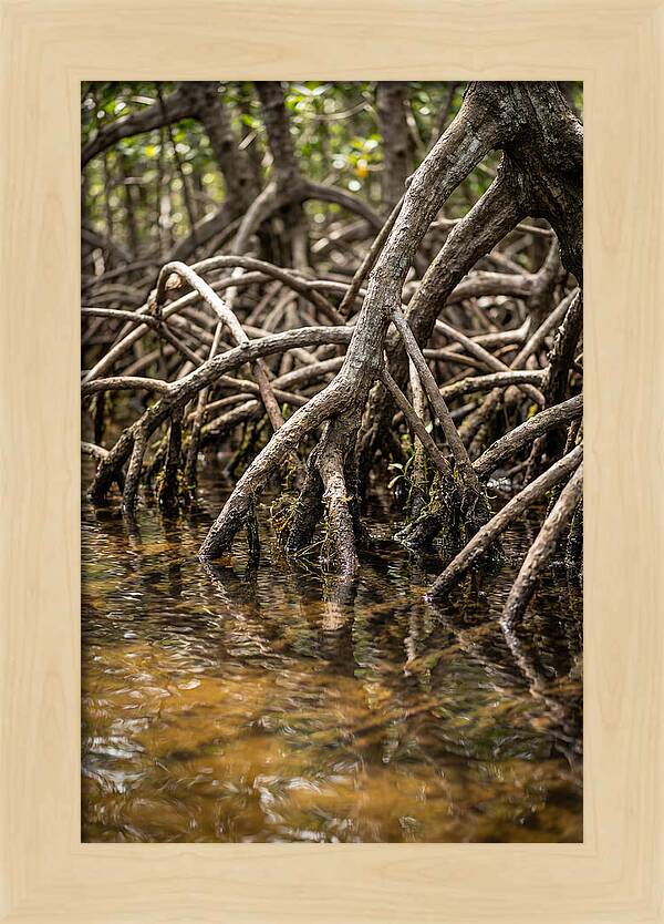 Mangrove Roots In Tranquil Waters