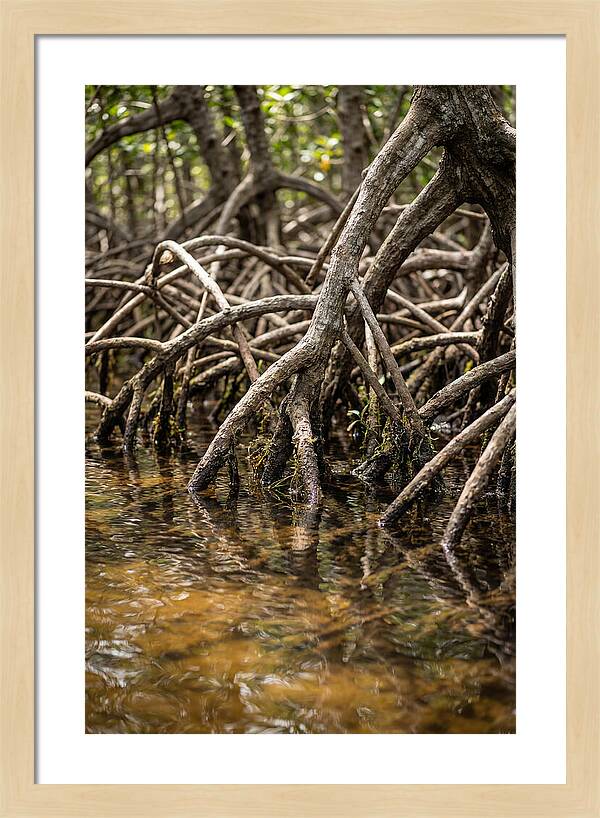 Mangrove Roots In Tranquil Waters