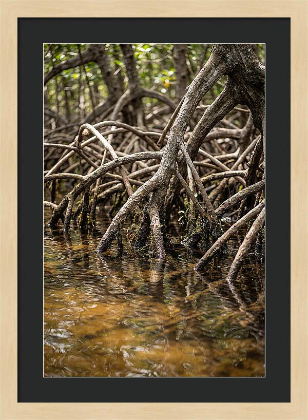 Mangrove Roots In Tranquil Waters