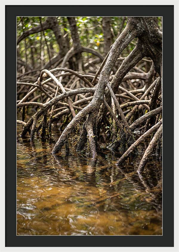 Mangrove Roots In Tranquil Waters