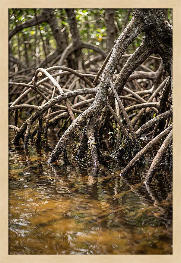 Mangrove Roots In Tranquil Waters