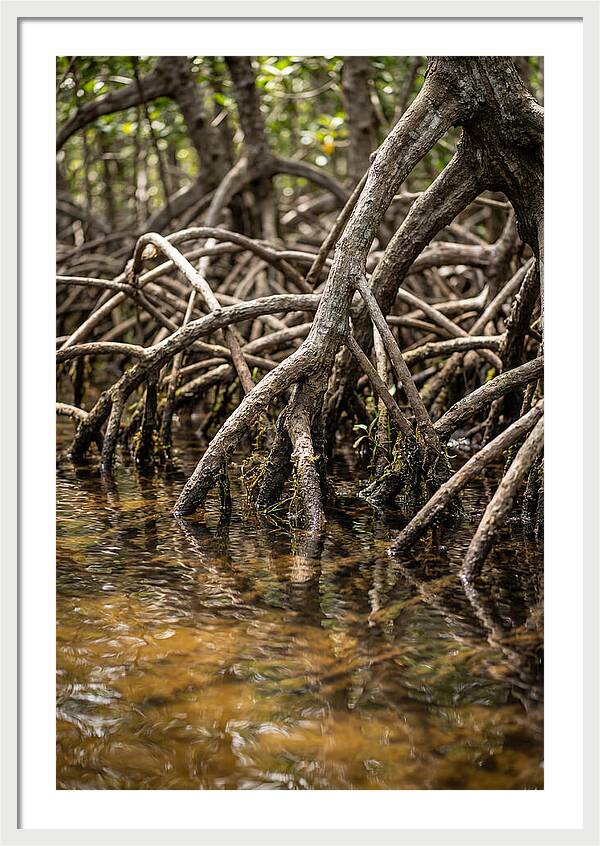 Mangrove Roots In Tranquil Waters