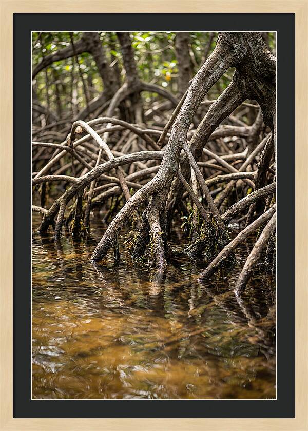 Mangrove Roots In Tranquil Waters