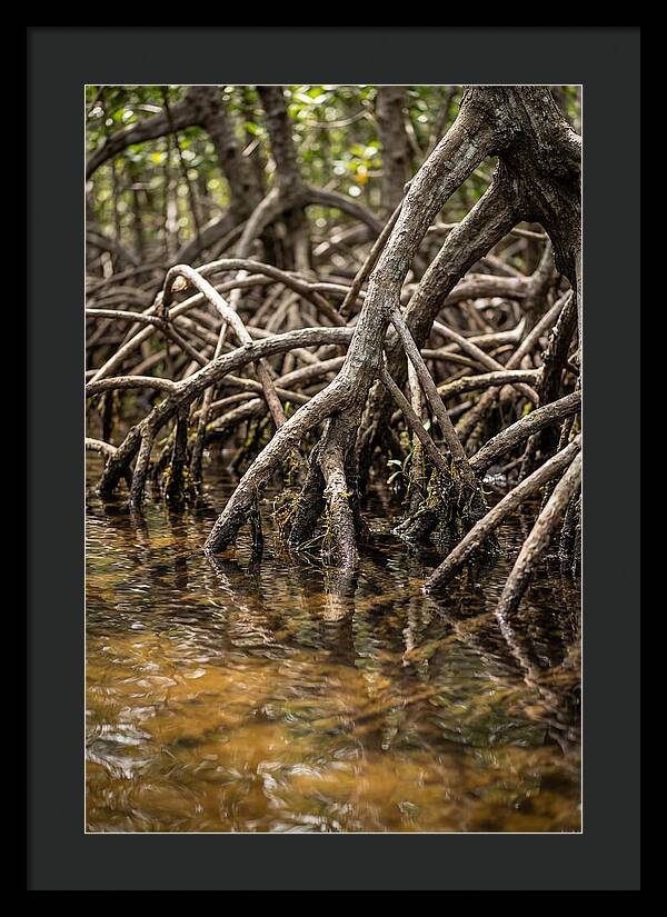 Mangrove Roots In Tranquil Waters