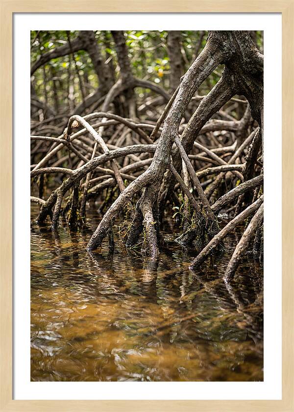 Mangrove Roots In Tranquil Waters