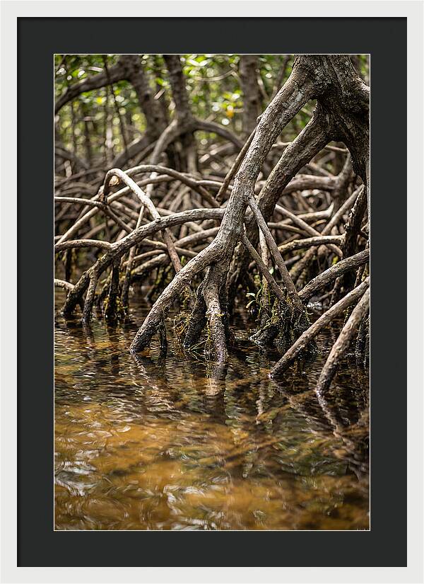 Mangrove Roots In Tranquil Waters