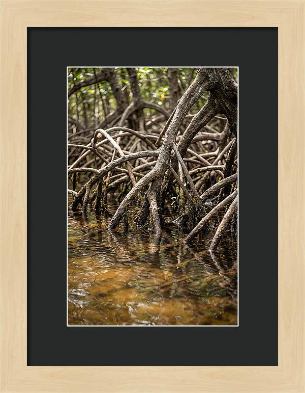 Mangrove Roots In Tranquil Waters