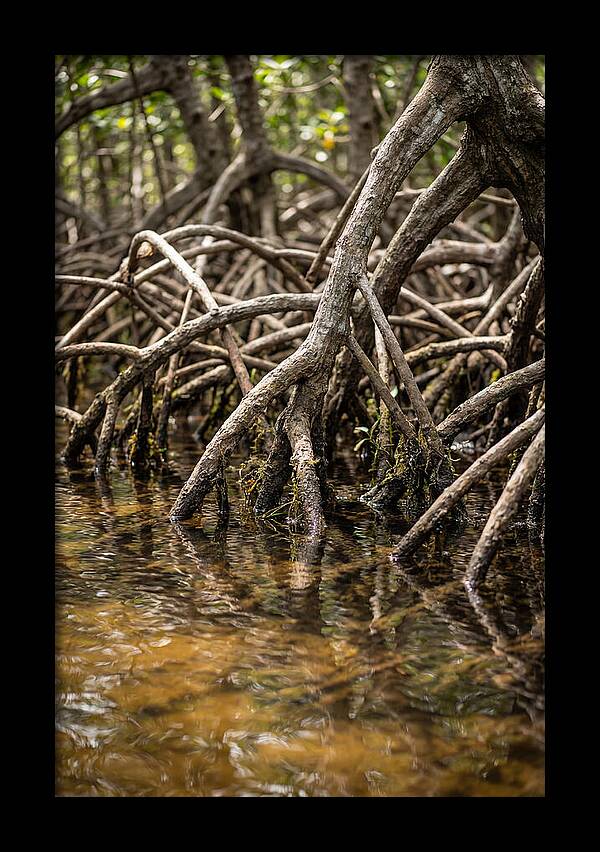Mangrove Roots In Tranquil Waters