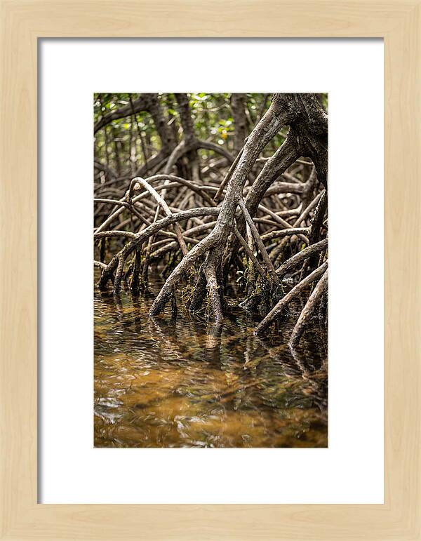 Mangrove Roots In Tranquil Waters