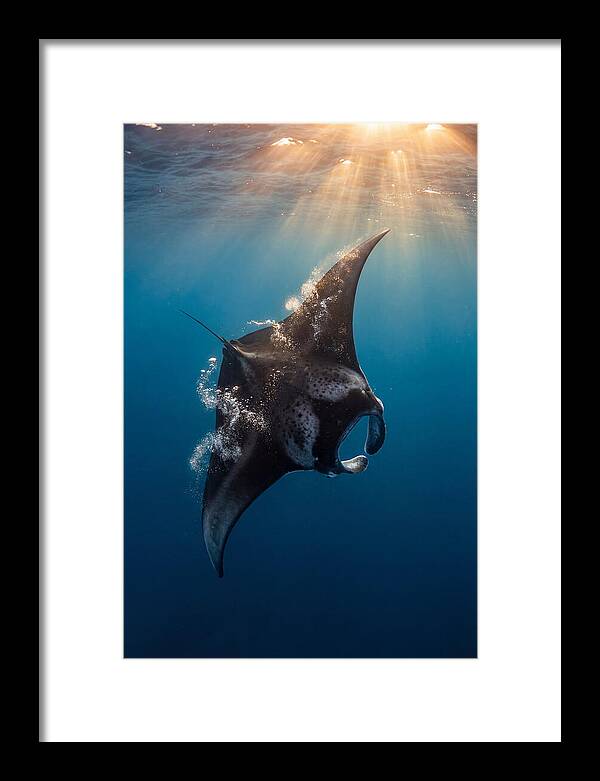 Manta Ray Barrel Rolling