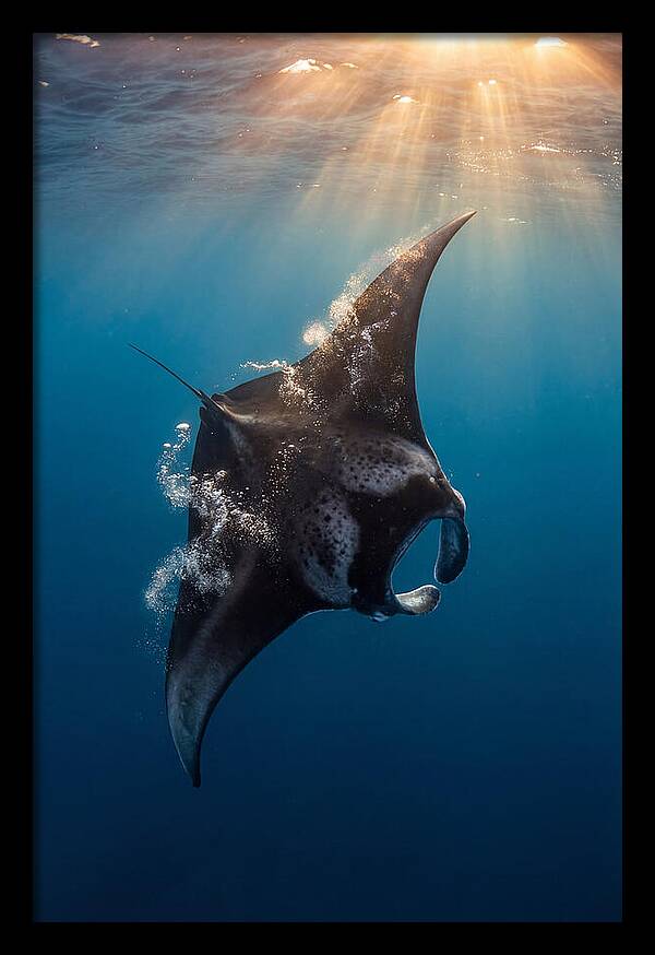 Manta Ray Barrel Rolling