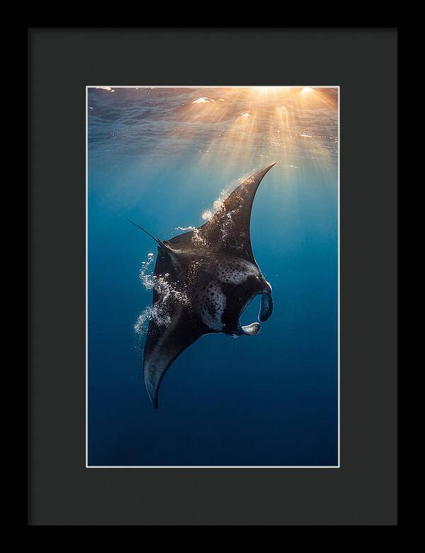 Manta Ray Barrel Rolling