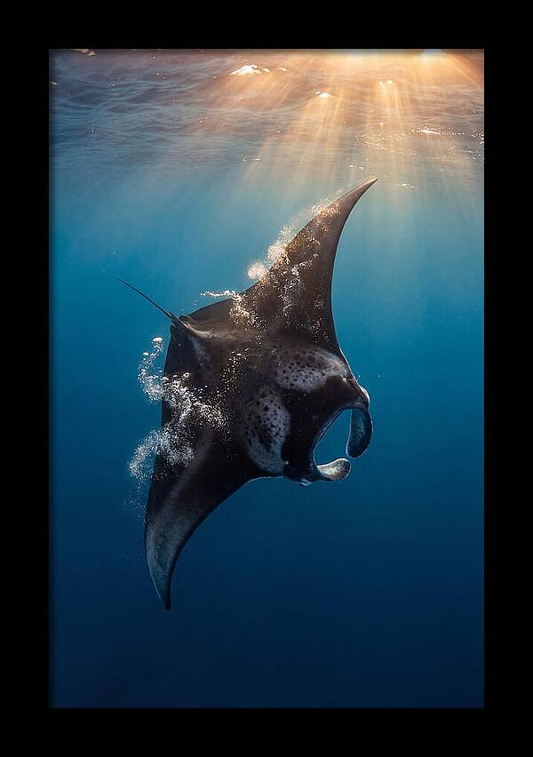 Manta Ray Barrel Rolling