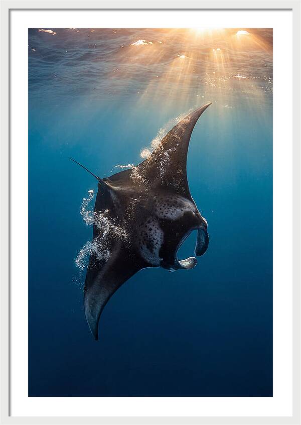 Manta Ray Barrel Rolling