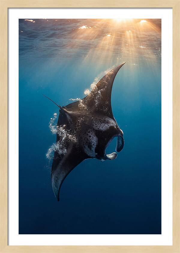 Manta Ray Barrel Rolling
