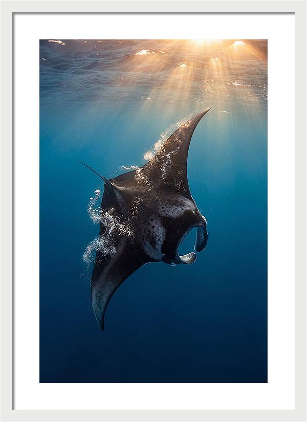 Manta Ray Barrel Rolling