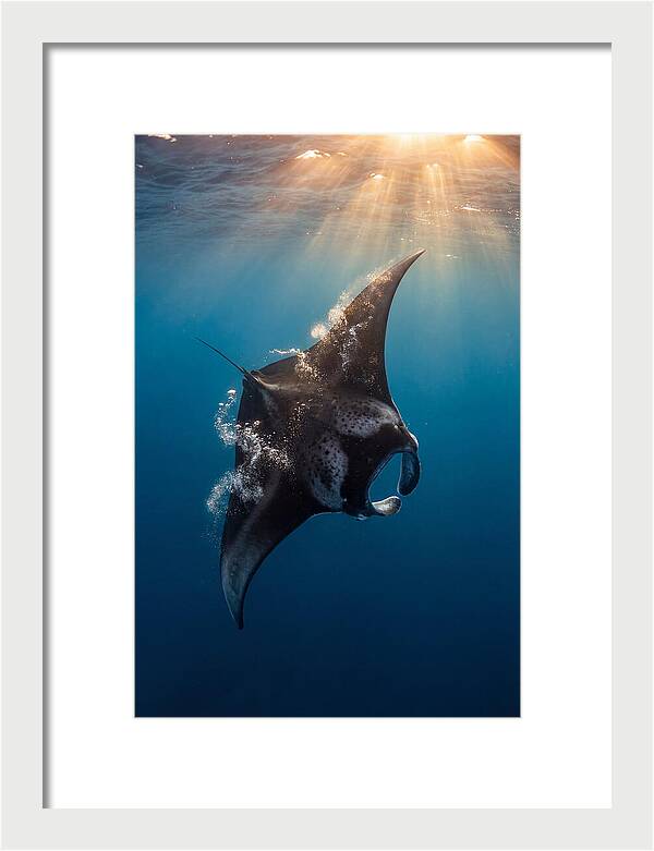 Manta Ray Barrel Rolling
