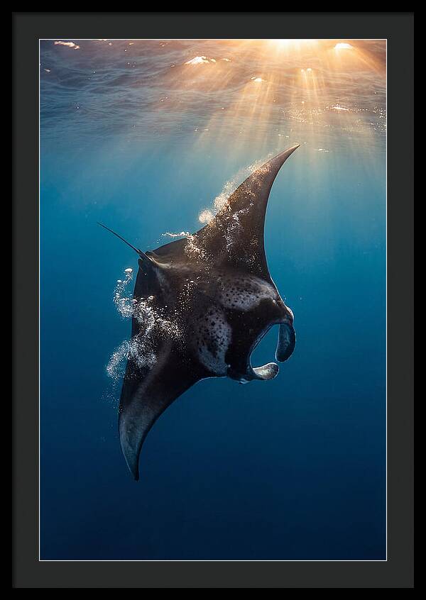 Manta Ray Barrel Rolling