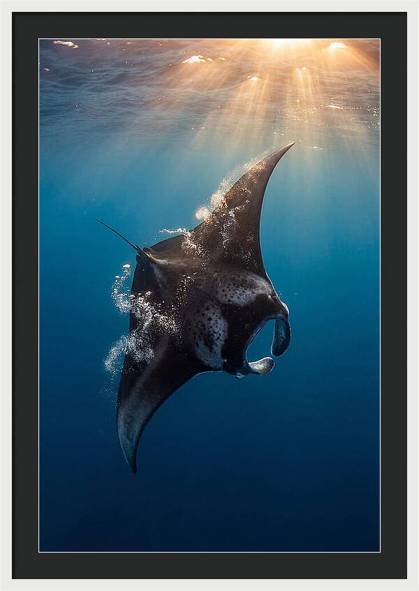 Manta Ray Barrel Rolling