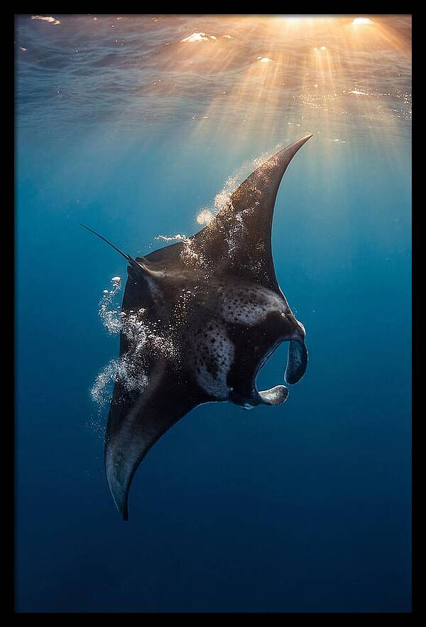 Manta Ray Barrel Rolling