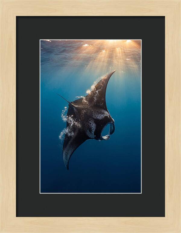 Manta Ray Barrel Rolling