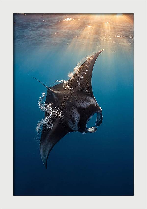 Manta Ray Barrel Rolling