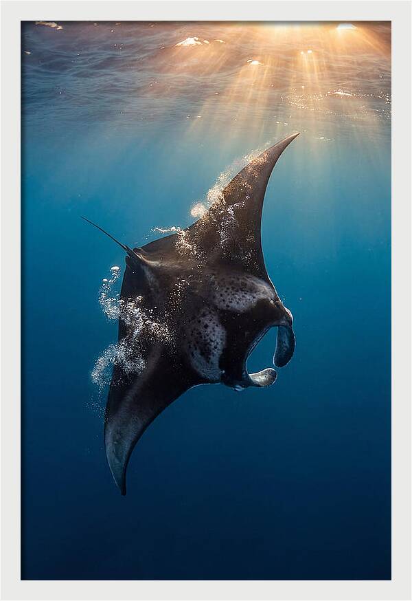 Manta Ray Barrel Rolling