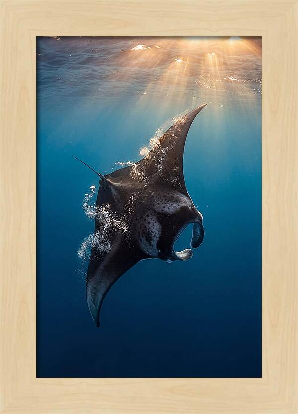 Manta Ray Barrel Rolling