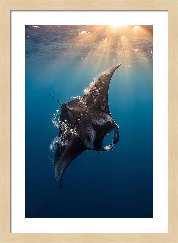 Manta Ray Barrel Rolling