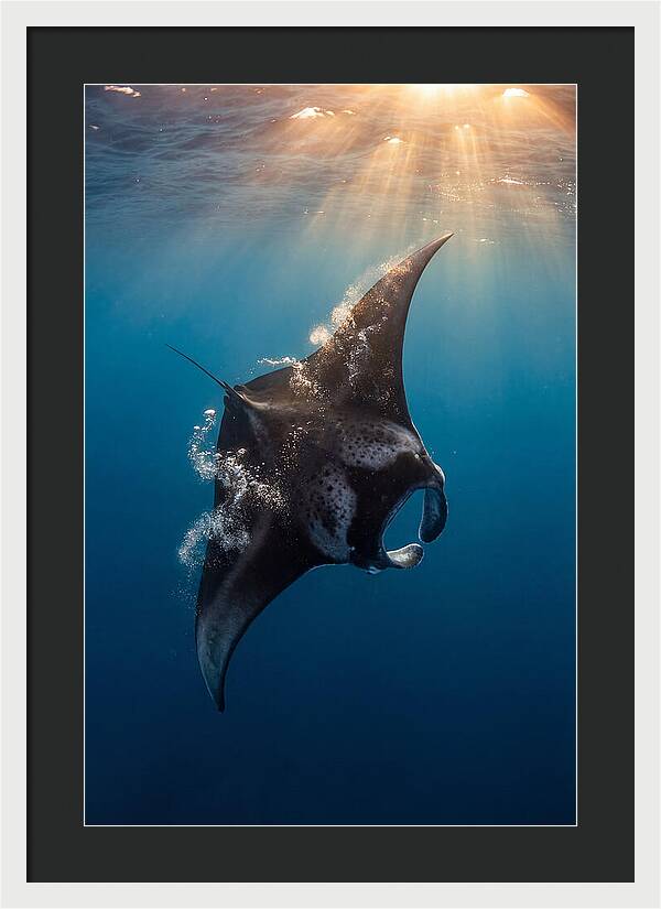 Manta Ray Barrel Rolling