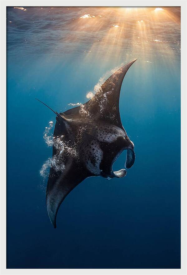 Manta Ray Barrel Rolling