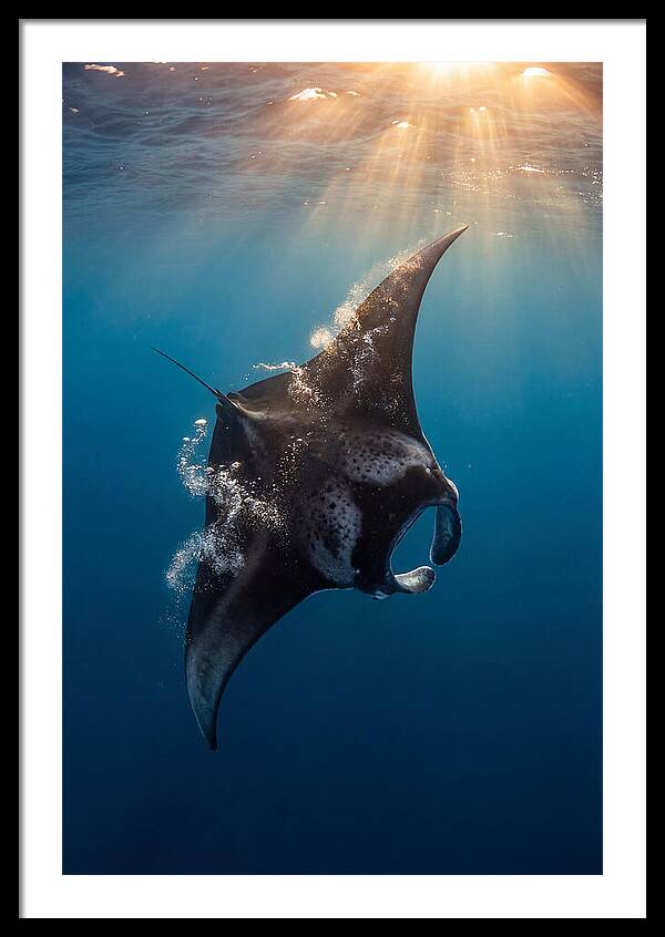 Manta Ray Barrel Rolling