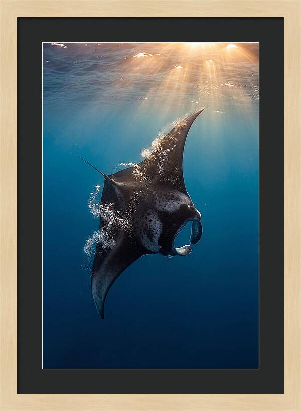 Manta Ray Barrel Rolling